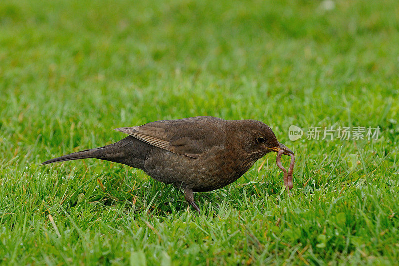 母黑鸟(Turdus turla)